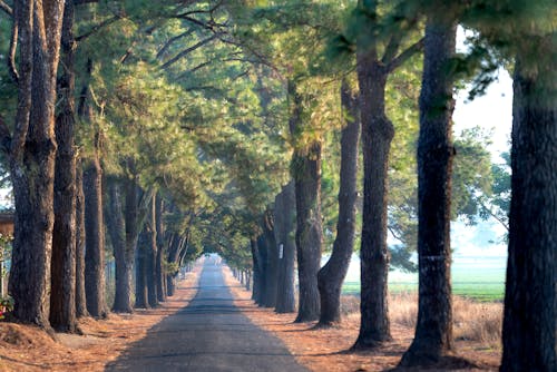 Free Alley between Trees in Nature Stock Photo