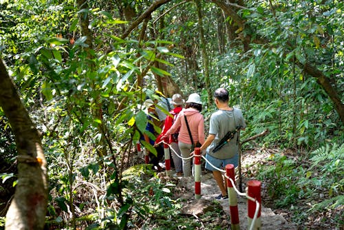 Back View of Tourists Walking in a Jungle