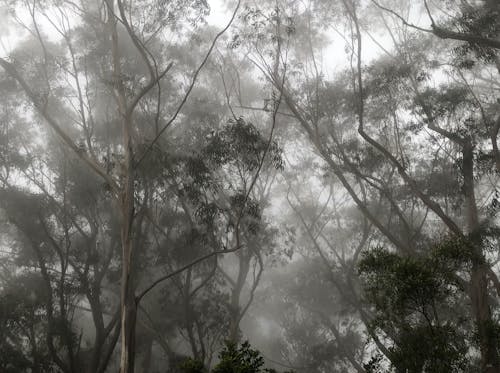 Kostnadsfri bild av dimma, dimmig dag, gryning