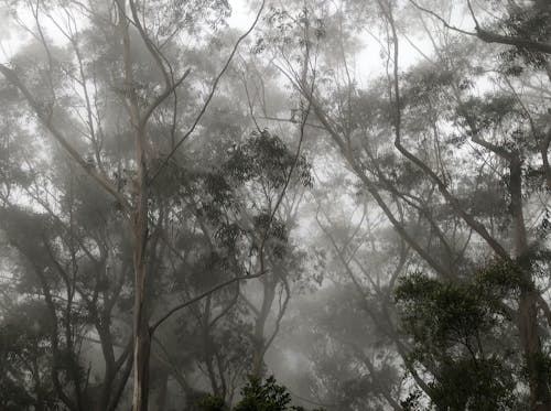 Fog Covering the Forest
