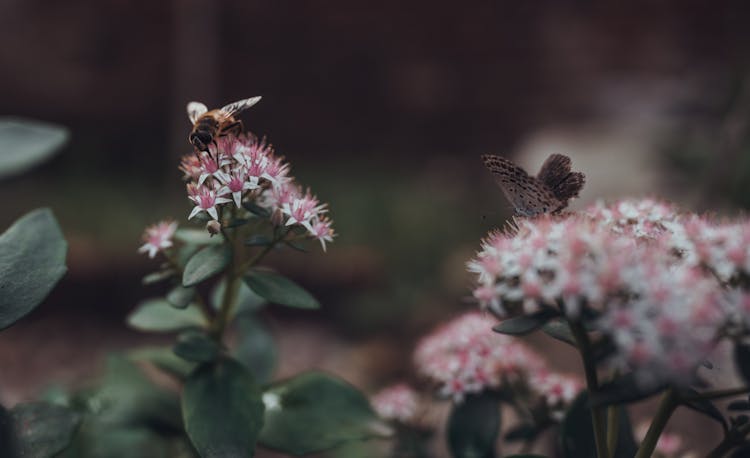 Close Up Of Bee And Butterfly