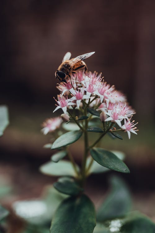 Close Up of Bee on Flower