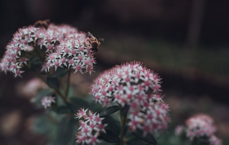 Close Up Of Bees On Flower