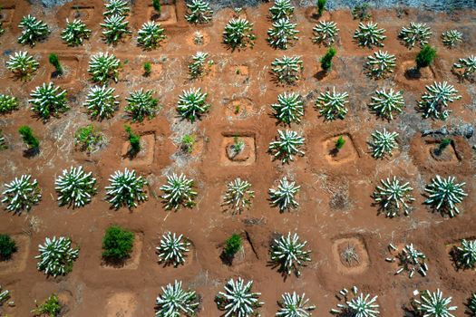 Aerial view of symmetrical plant fields with vibrant soil patterns and greenery.