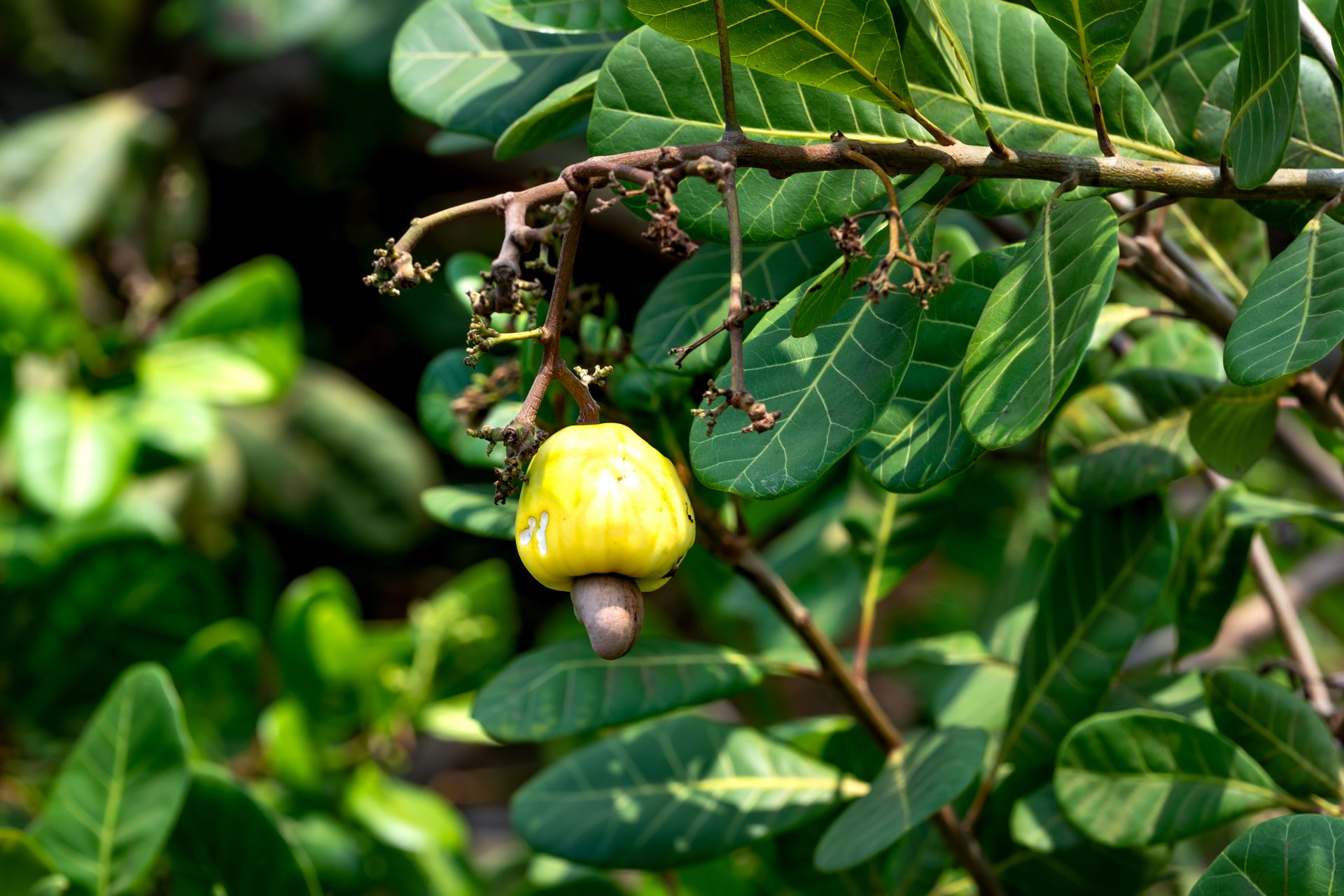 Detailed view of a cashew fruit hanging on a branch surrounded by lush green leaves.