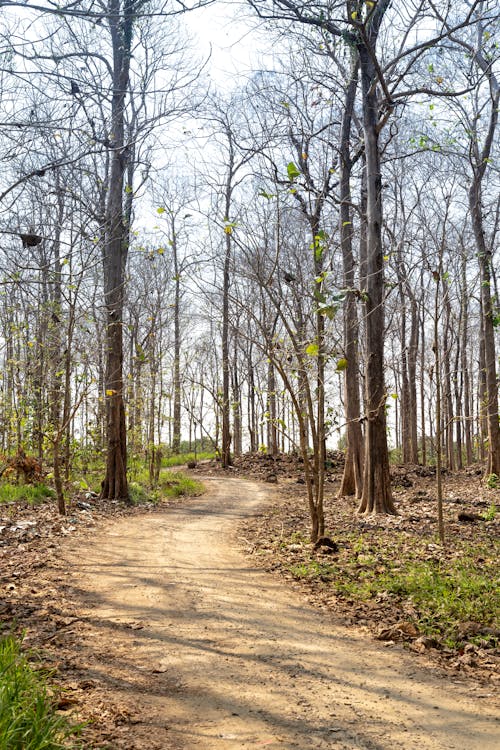 Path in a Forest in Fall