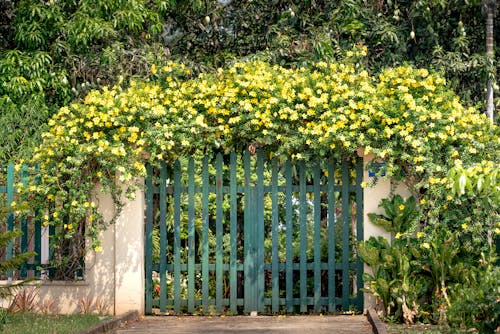 Gratis stockfoto met flora, flower bush, hek