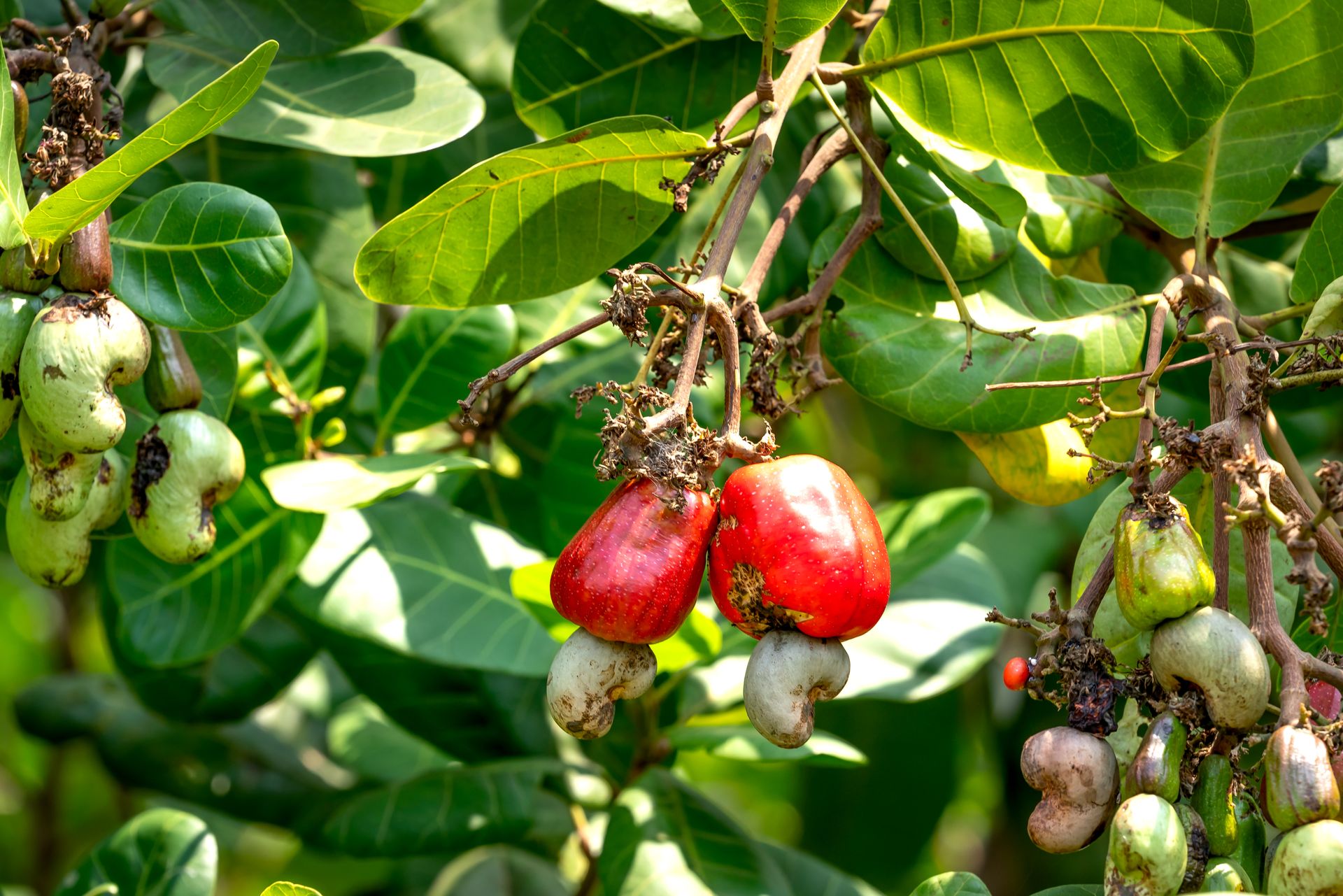 A detailed shot of ripe and unripe cashew fruits on a tree with lush green leaves.