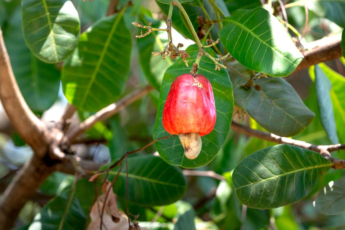 Cashew fruit ripening on the tree, Tamil Nadu