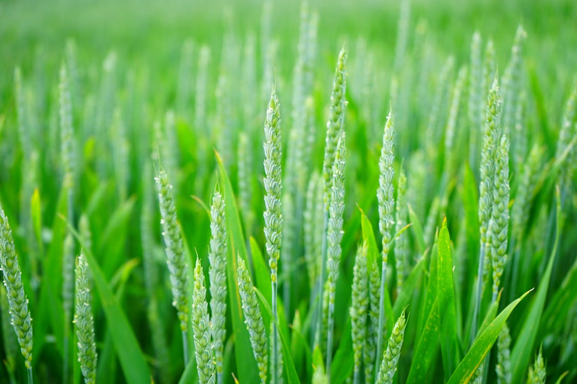 Поле зеленой пшеницы