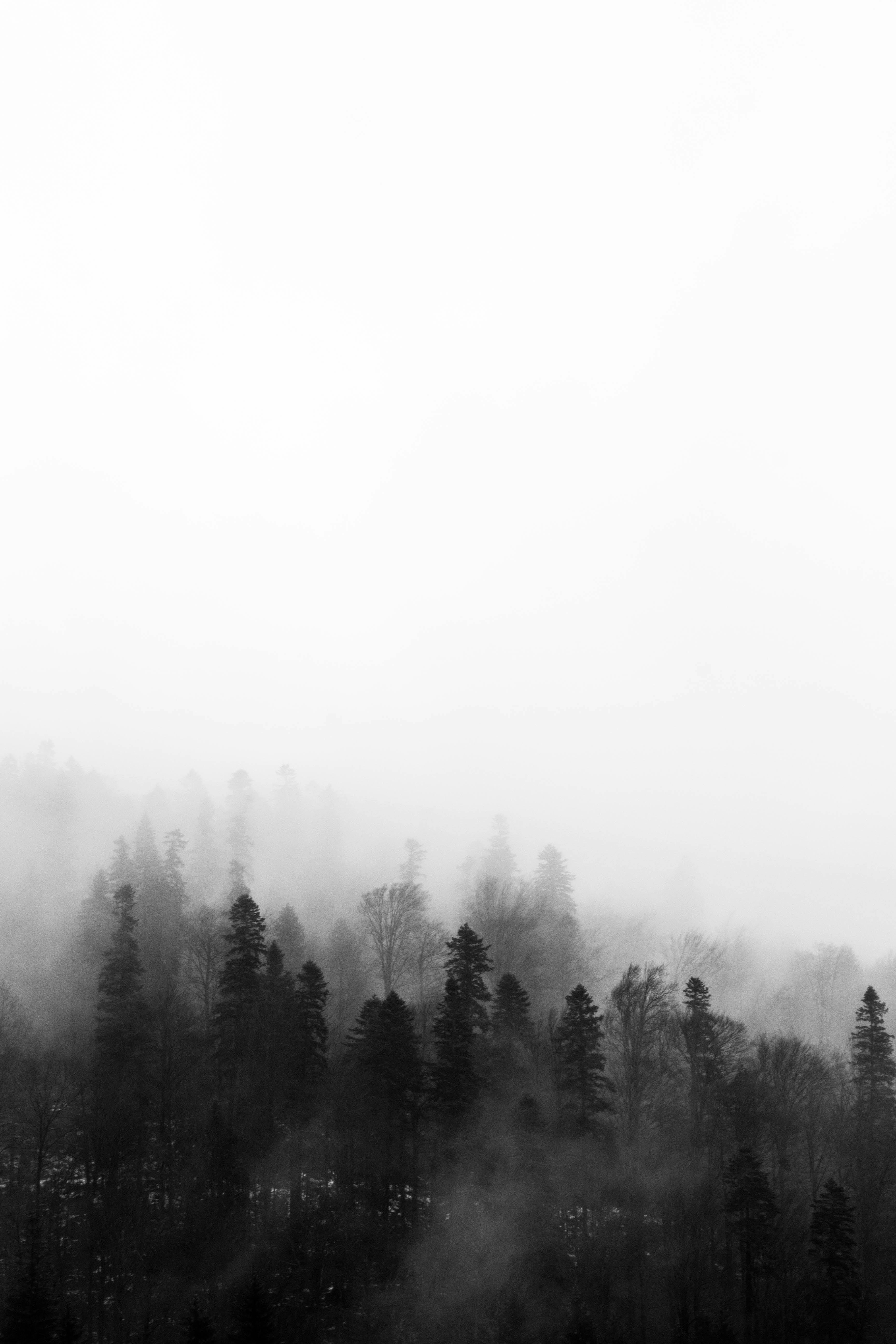 black and white forest wallpaper