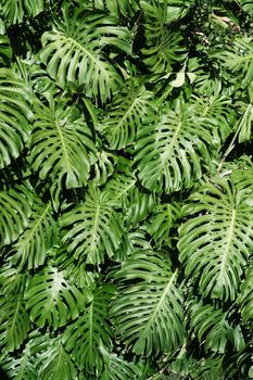 Vibrant green Monstera leaves basking in the Hawaiian sun, showcasing tropical foliage.. vibrant, green, monstera