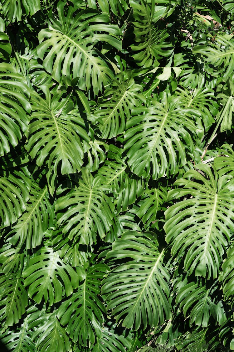 Green Monstera Leaves