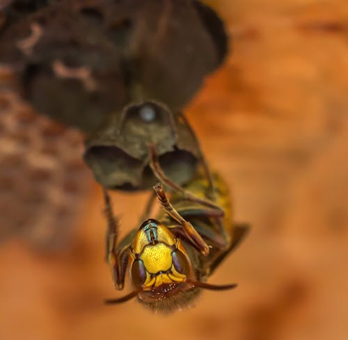 無料 ミツバチのマクロ撮影 写真素材