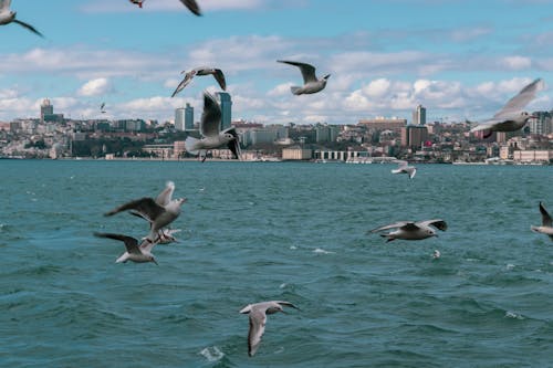 Free stock photo of birds, istanbul, sea