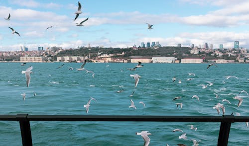 Free stock photo of birfd, bosphorus, istanbul