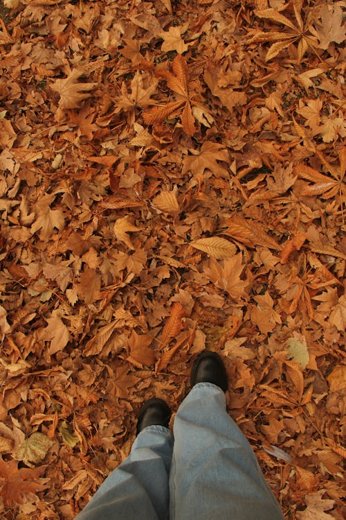 Person in Black Leather Shoes Standing on Dried Leaves