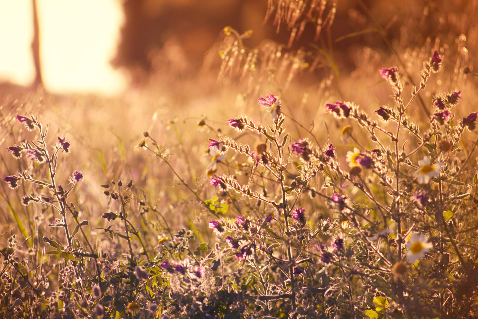 Beautiful wildflowers blooming in a sunlit meadow during summer in Málaga, Spain.