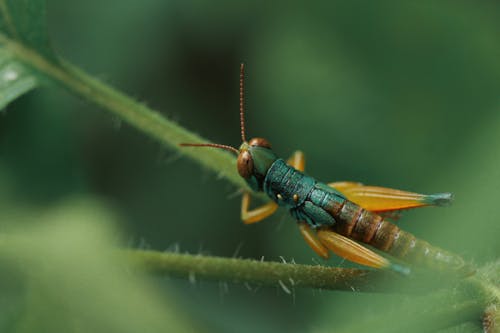 A Close-up Shot of a Grasshopper