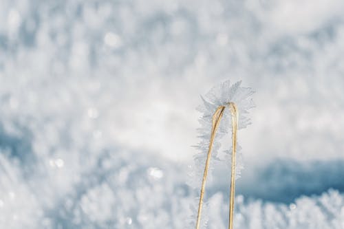 Close Up of Frost on Twig