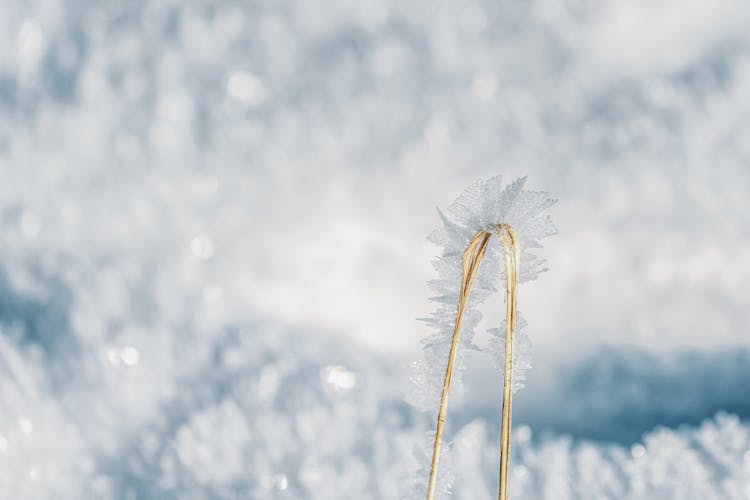 Close Up Of Frost On Twig