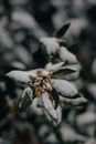 White Snow on Green Plant