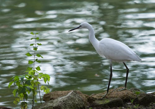 A White Bird Standing on a Brown Rock Near a Lake