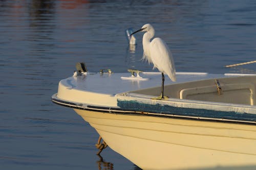 A White Bird on a Docked White and Yellow Boat 