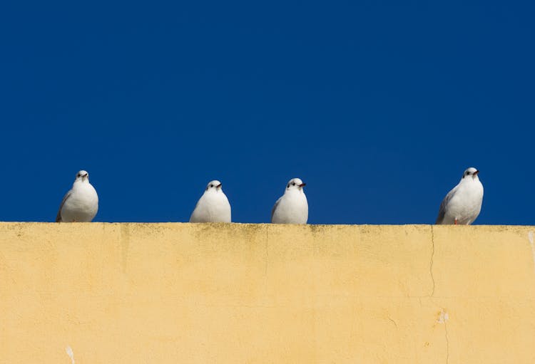 Birds Sitting On Yellow Wall