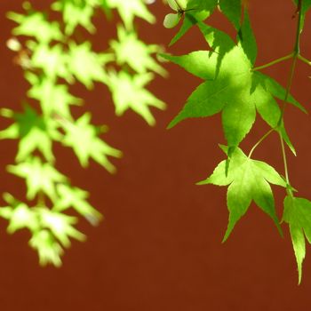 Vibrant close-up of green maple leaves in sunlight, casting shadows against a brown backdrop.（イメージ）