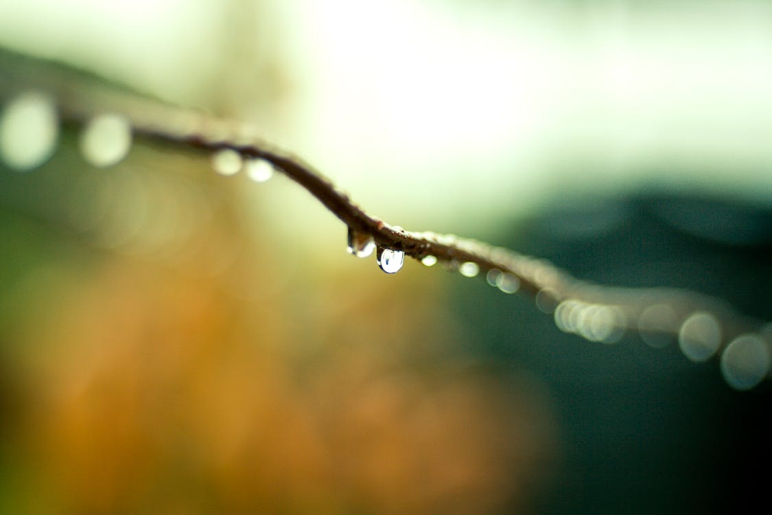 Water Droplets on Plant Branch in Tilt Shift Lens Photography