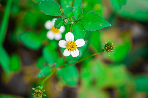 Безкоштовне стокове фото на тему «Біла квітка, білі квіти, квіти»