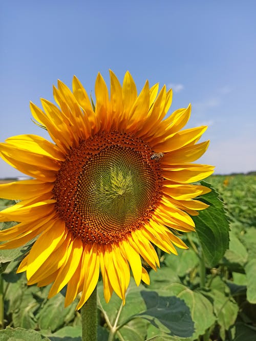 Sunflower in Close Up Photography