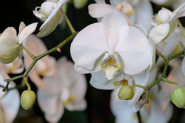 Close-up Of A Moth Orchid