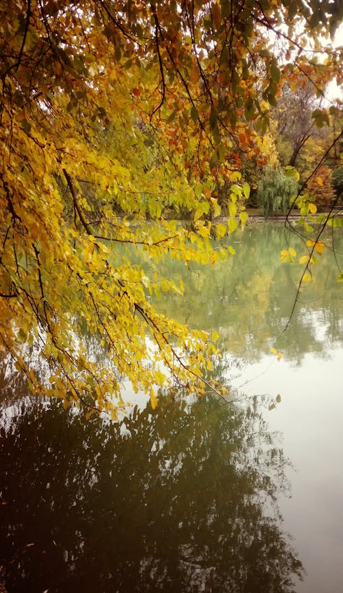 Free Tree Branches with Fall Foliage over a Body of Water Stock Photo