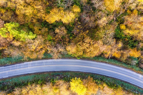 Top View of an Asphalt Road between Autumnal Trees