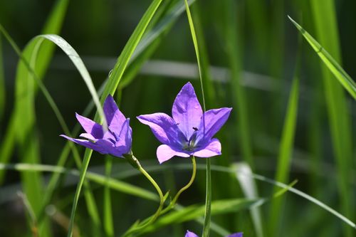Free Detailed view of vibrant purple harebell flowers (Campanula rotundifolia) in a lush grassy field with blurred background. Stock Photo