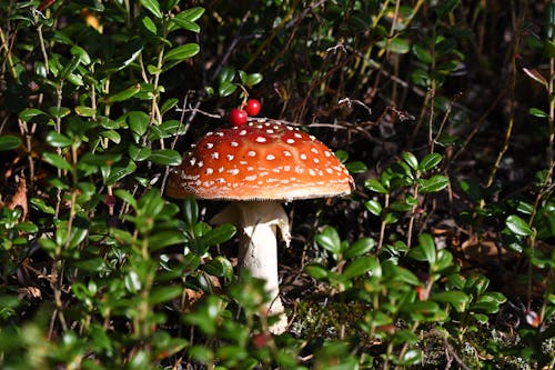 Gratuit Photos gratuites de amanite tue-mouches, centrales, champignon vénéneux Photos