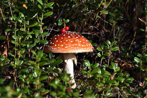 Mushroom in Close Up Photography