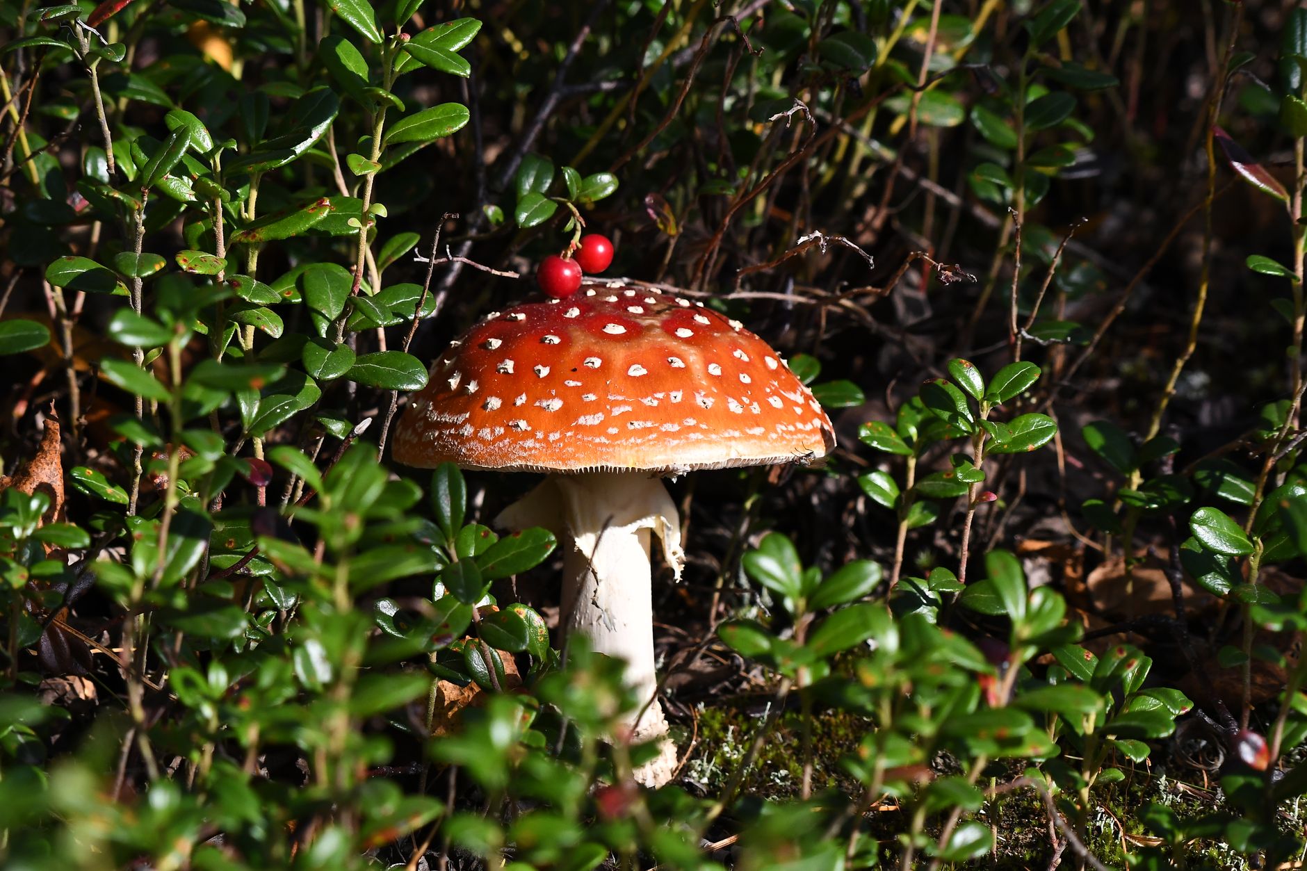 Detailed shot of a vibrant Amanita muscaria mushroom surrounded by green foliage in a forest setting.