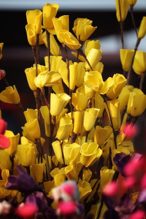 Yellow Flowers in Close Up Photography