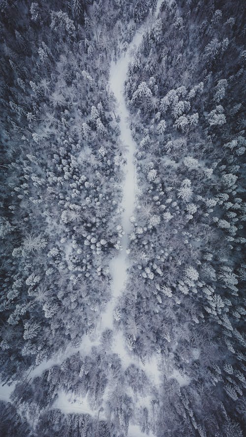 Directly Above View of Pathway in Forest at Winter