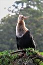 Close-up of an Anhinga