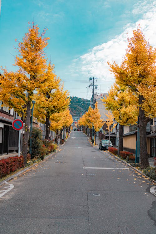 Free A Street Lined with Trees with Fall Colored Leaves Stock Photo