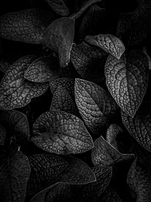 Foto d'estoc gratuïta de blanc i negre, escala de grisos, fulles