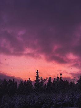 A breathtaking view of a twilight sky with vibrant hues over a forest of tall trees.