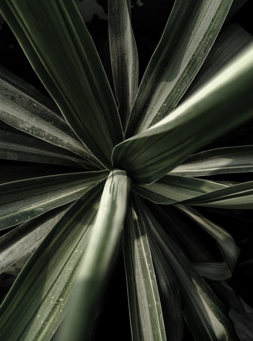 Foto profissional grátis de abstrair, abstrato, agave