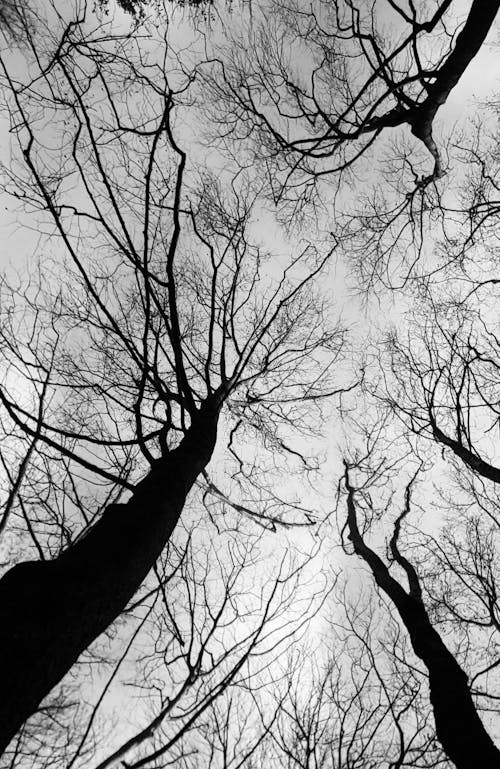 A Grayscale Photo of Silhouetted Leafless Trees