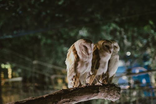 Foto profissional grátis de @exterior, animais, animais do zoológico