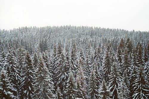 Pine Trees Covered With Snow 
